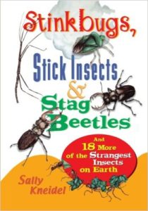 7 Image of Stink Bugs, Stick Insects and Stag Beetles