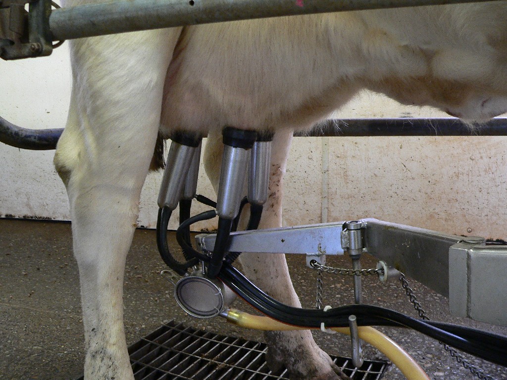 cow-at-a-milking-machine.jpg
