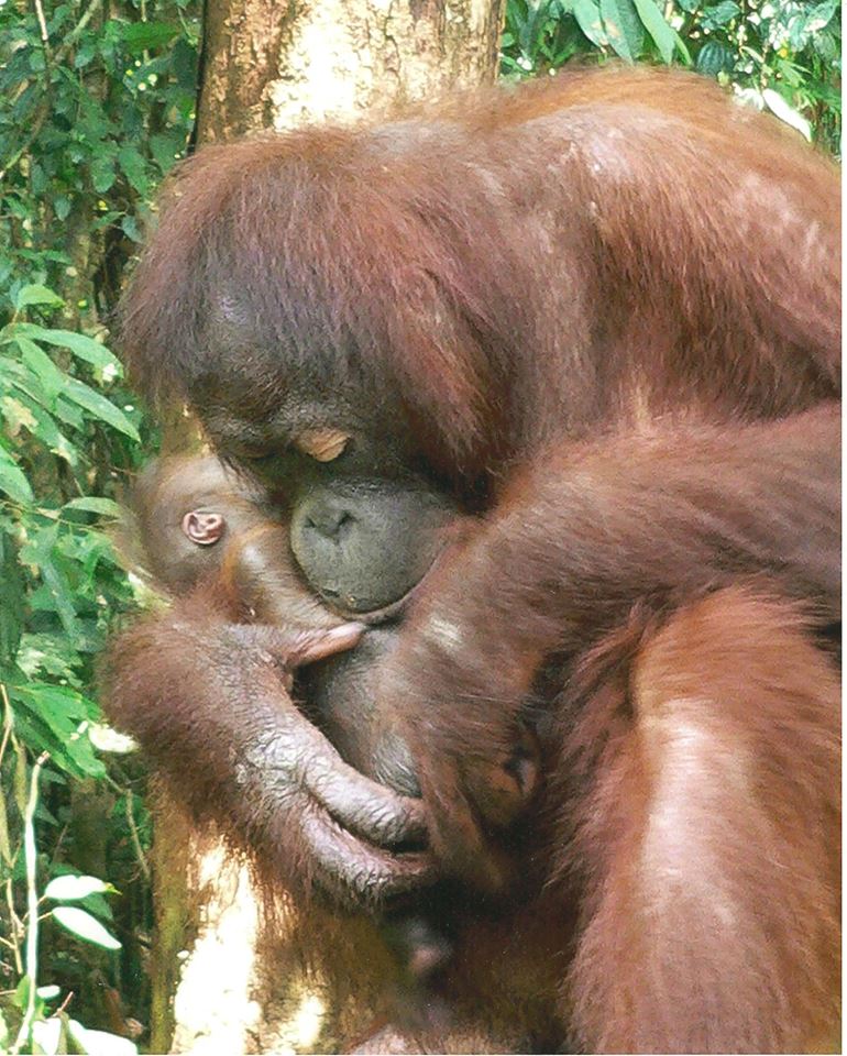 orangutan mother and baby