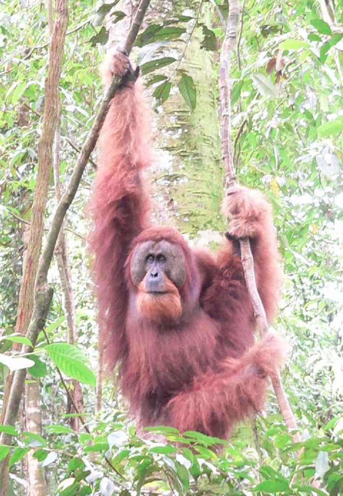Adult orangutan hanging from saplings Sumatra
