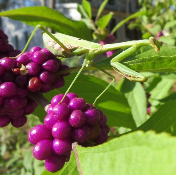 what-do-praying-mantis-eat-a-z-animals